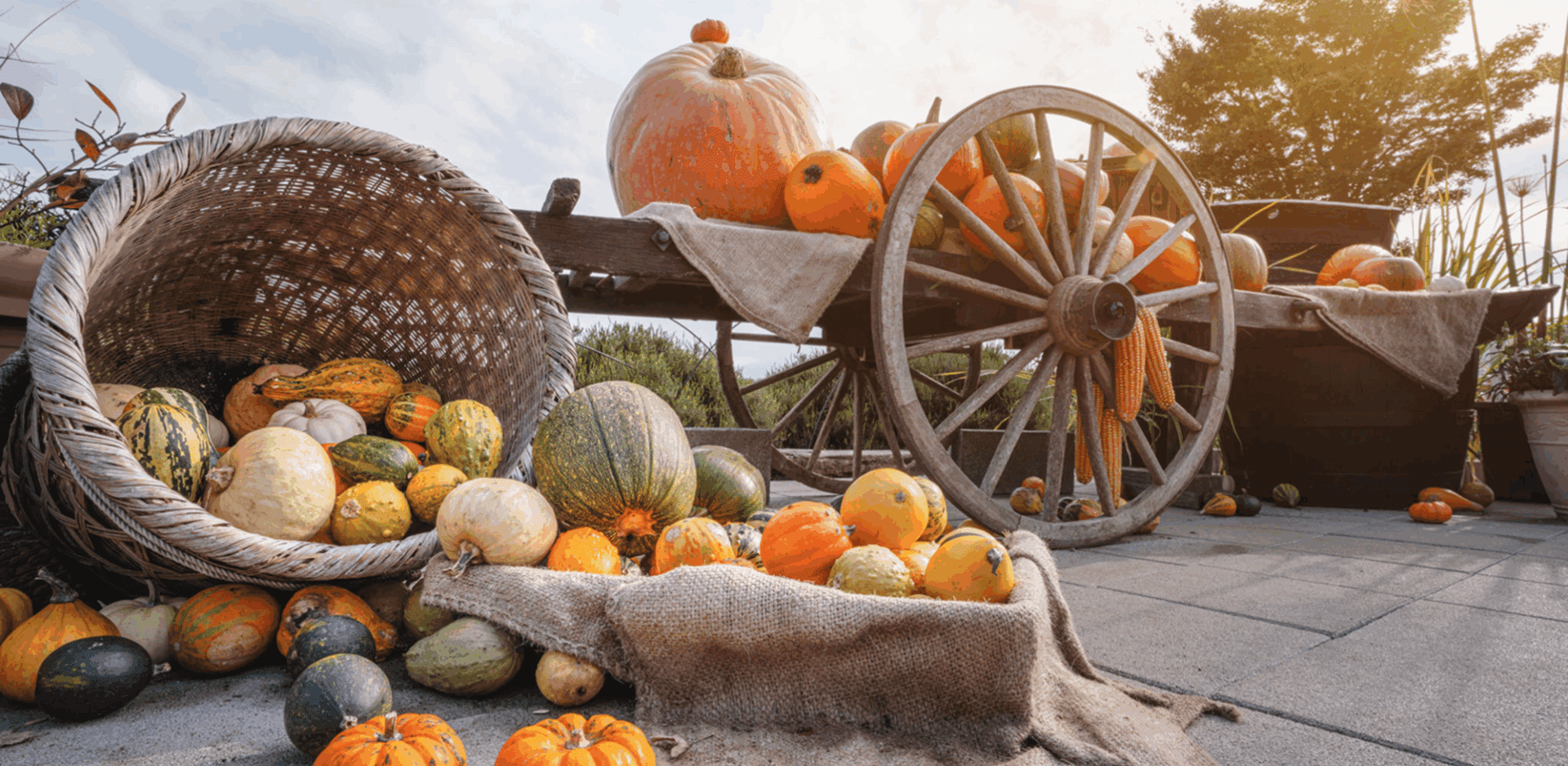 Autumn harvest scene with pumpkins and gourds.