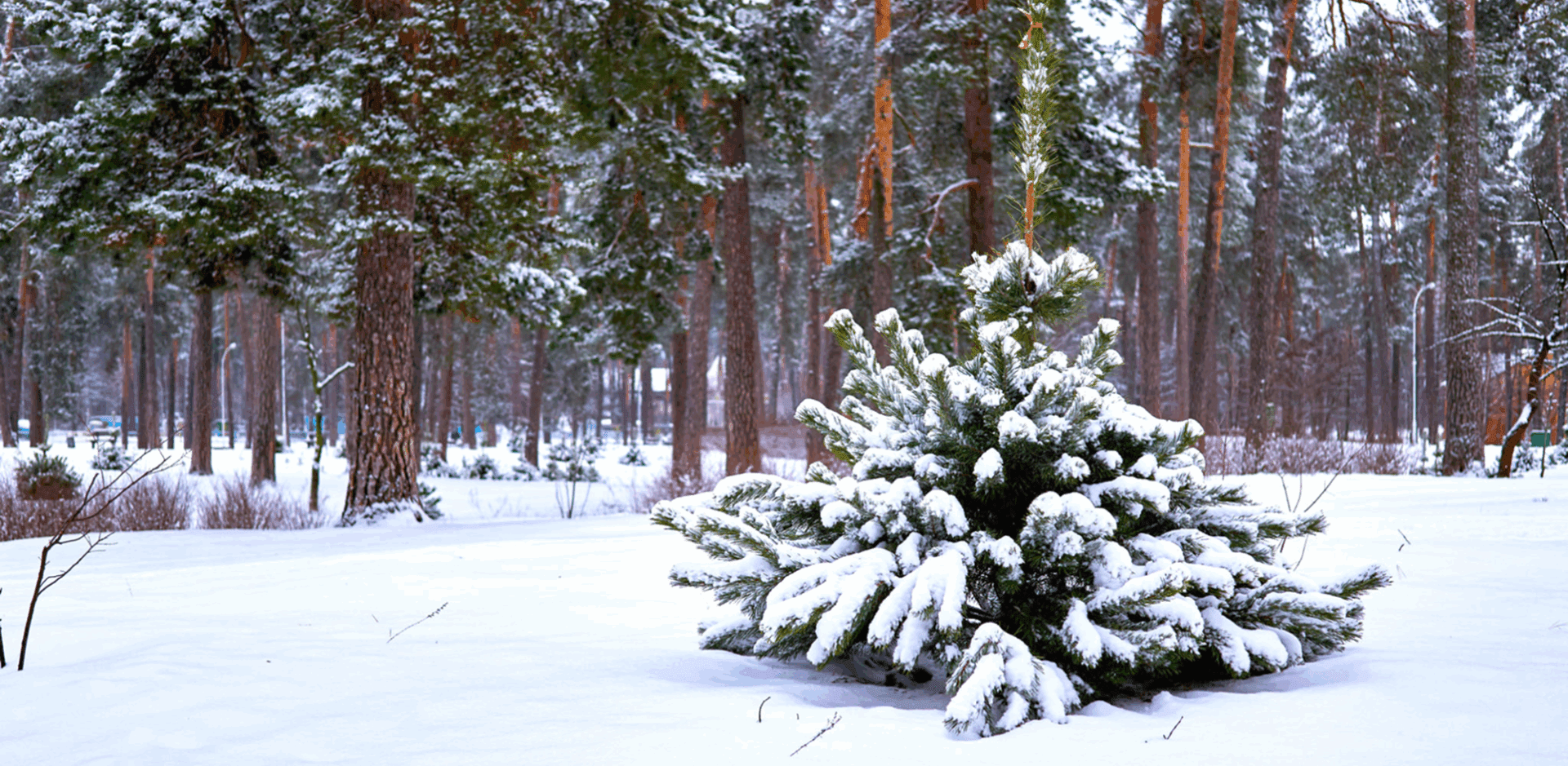 Snow-covered evergreen tree in a forest.