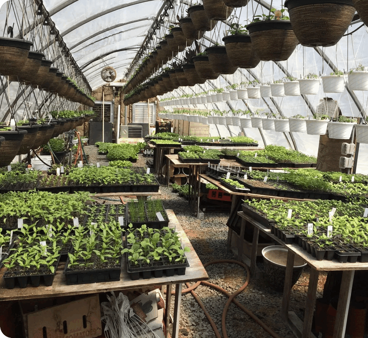 Plants growing in a greenhouse with baskets.