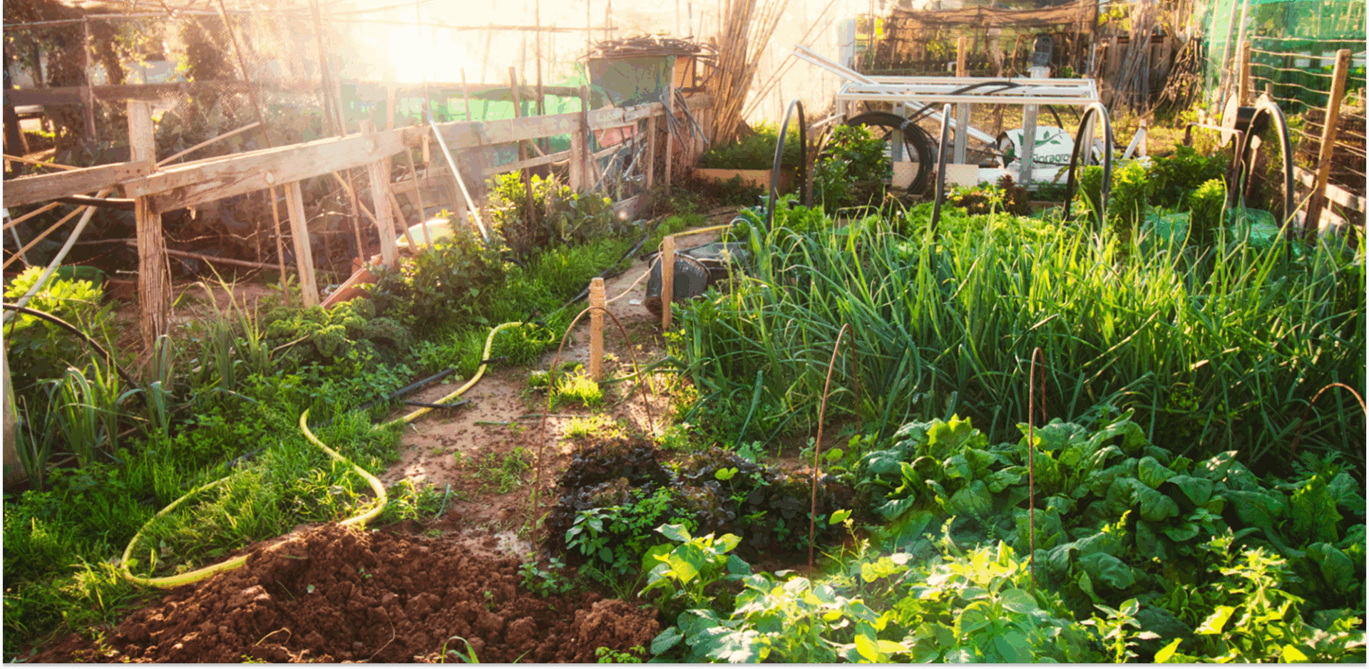 Lush, sunlit garden with diverse plants growing.